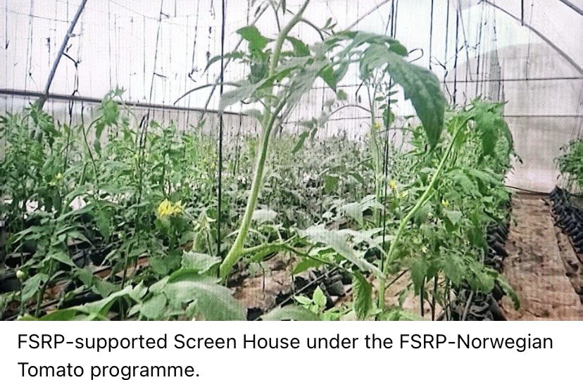 FSRP TOMATO SEEDS PRODUCTION PROGRAMME TAKES STRIDES