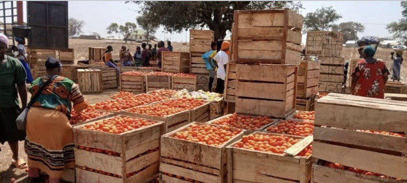 MARKET QUEENS GIVE “THUMBS-UP!” TO FSRP-PRODUCED TOMATOES