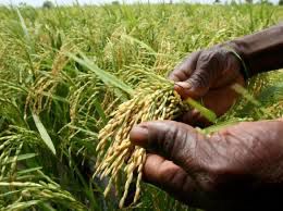 “Up-Rice-ing!” WORLD BANK, ECOWAS & GHANA GOV’T JOIN FORCES TO TACKLE RICE GAPS IN WEST AFRICA